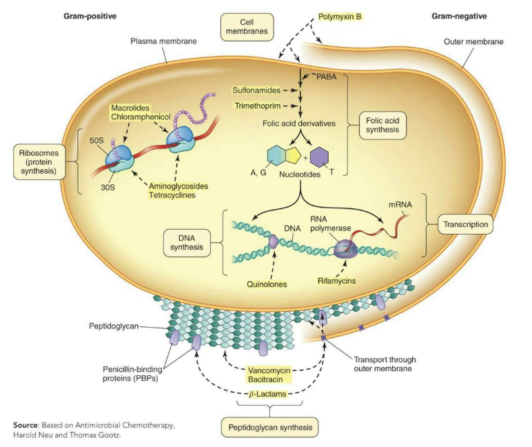<ul><li><p><strong><em>Bacteriocidal</em></strong> = Directly kill the microbes treated</p></li><li><p><strong><em>Bacteriostatic</em></strong> = Prevent replication of bacteria but do not kill them</p></li><li><p>Selected classes of antibacterial drugs:</p><ul><li><p>Inhibitors of peptidoglycan synthesis</p></li><li><p>Inhibitors of ribosome function</p></li><li><p>Inhibitors of nucleic acid synthesis</p></li></ul></li></ul><p></p>