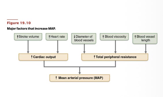 <p>1 total peripheral resistance </p><p>2 cardiac output</p><p>3 blood volume</p><p></p><p></p>