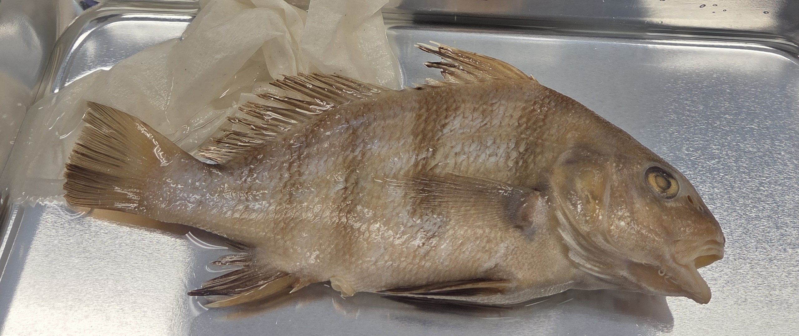 <p>Sciaenidae</p>