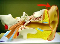 <p>external ear</p>