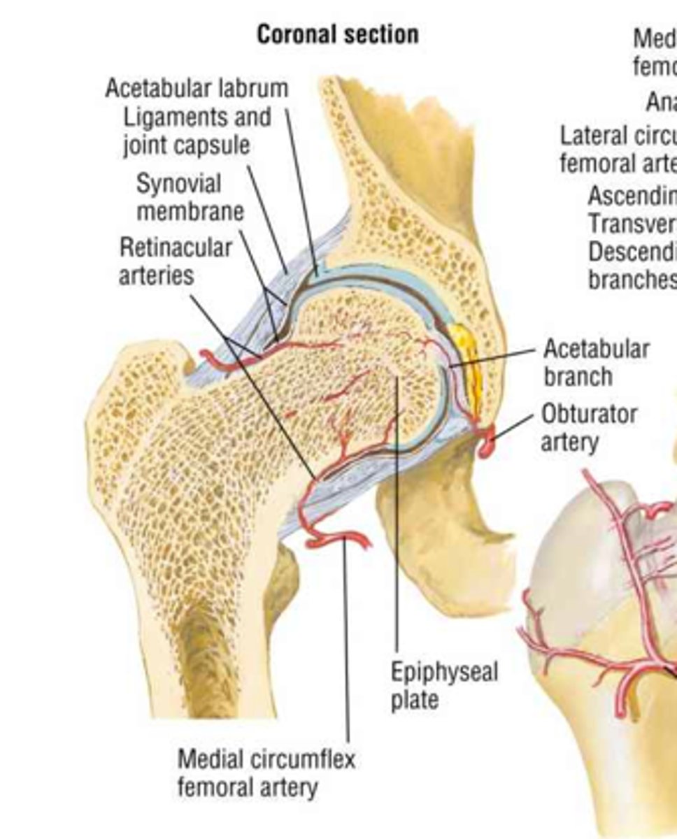 <p>very strong in hip joint</p>