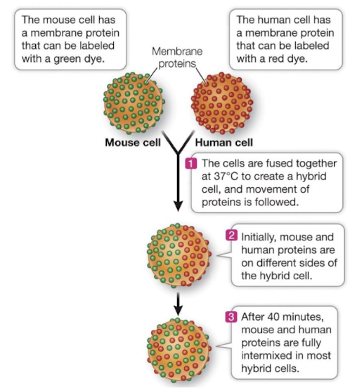 <p>Greater intermixing at higher temperatures</p><p>Mouse cells x human cell</p><ol><li><p>The cells are fused together at 37 degrees Celsius to create a hybrid cell</p></li><li><p>Initital the proteins are separate</p></li><li><p>After 40 minutes the proteins of the mouse and human cells are fully intermixed </p></li></ol><p></p>