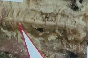 <p>What is this on the earthworm</p>