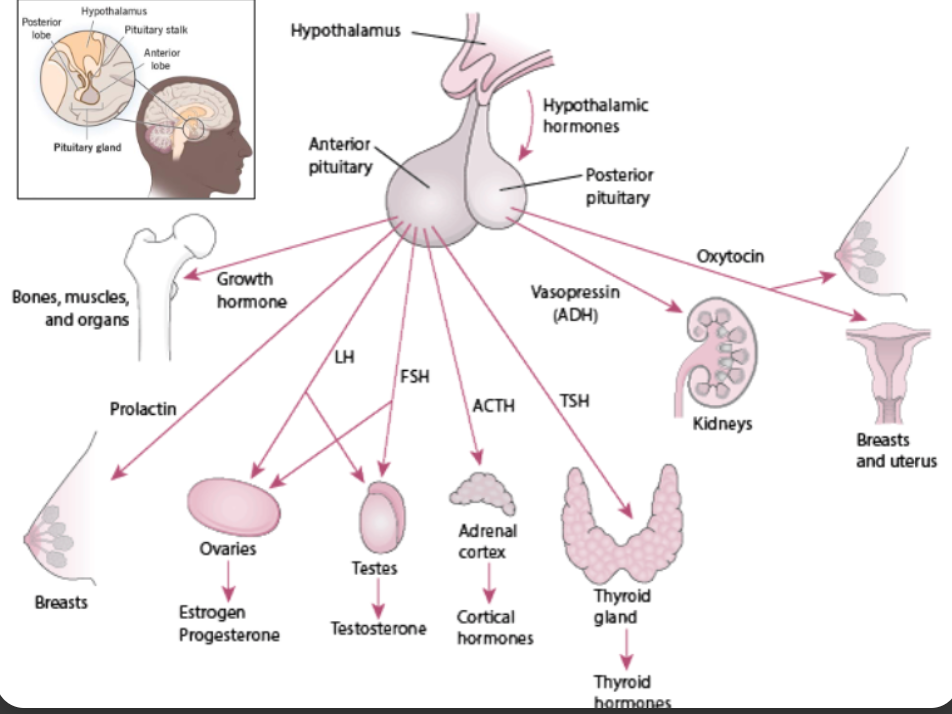 <p>Anterior:</p><ul><li><p>Growth Hormones (Bones, muscles, and organs)</p></li><li><p>Prolactin (milk production)</p></li><li><p>Ovaries (Estrogen and Progesterone)</p></li><li><p>Testes (Testosterone)</p></li><li><p>Adrenal Cortex (Cortical hormones)</p></li><li><p>Thyroid Gland ( Thyroid hormones)</p></li></ul><p>Posterior</p><ul><li><p>Oxytocin (releasing milk)</p></li><li><p>Uterus</p></li><li><p>Kidneys</p></li></ul><p></p>