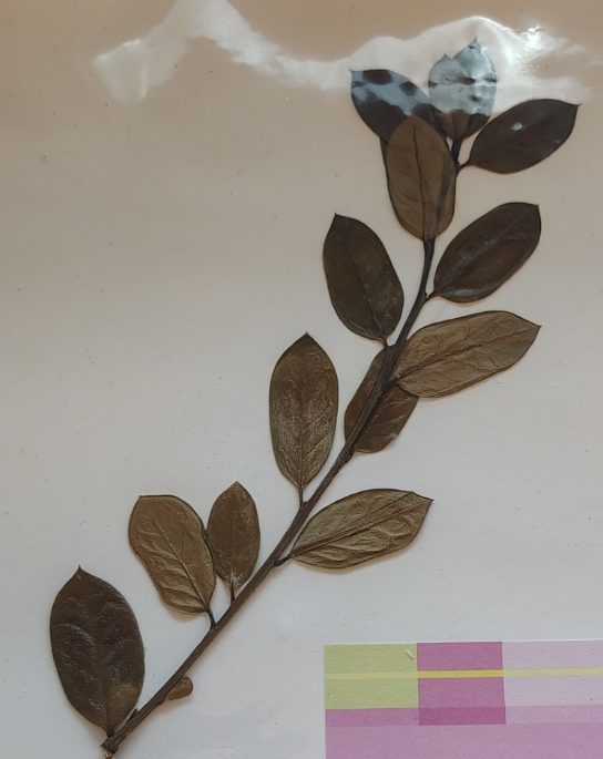 <p>Dicot or monocot?</p>