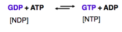 <p>Catalyzes the reversible conversion of GTP and ATP.</p>