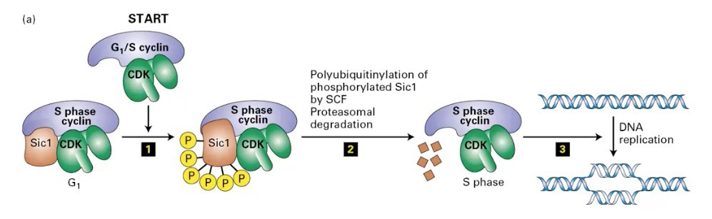 <p>Synthesis of <strong>cyclin A</strong> is required to transition to the<strong> S phase</strong>;<strong> E2F</strong> is a transcriptional activator of cyclin A</p><p>Requires enough <strong>active cyclin E-CDK2</strong> to activate<strong> cyclin A-CDK2</strong></p><p>This is because cyclin E-CDK2 is required for the cyclin E-CDK2-dependent destruction of cyclinA/cdk2 inhibitor <strong>Sic1</strong></p><p>E-CDK2 phosphorylates Sic1, making it susceptible to<strong> ubiquitin ligase</strong> → ubiquitin-mediated degradation</p>