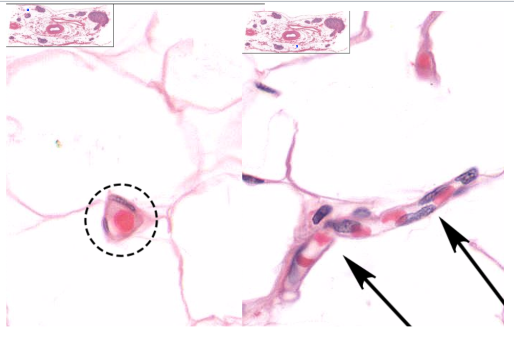 <p>Longitudinal &amp; transverse sections of capillaries</p>