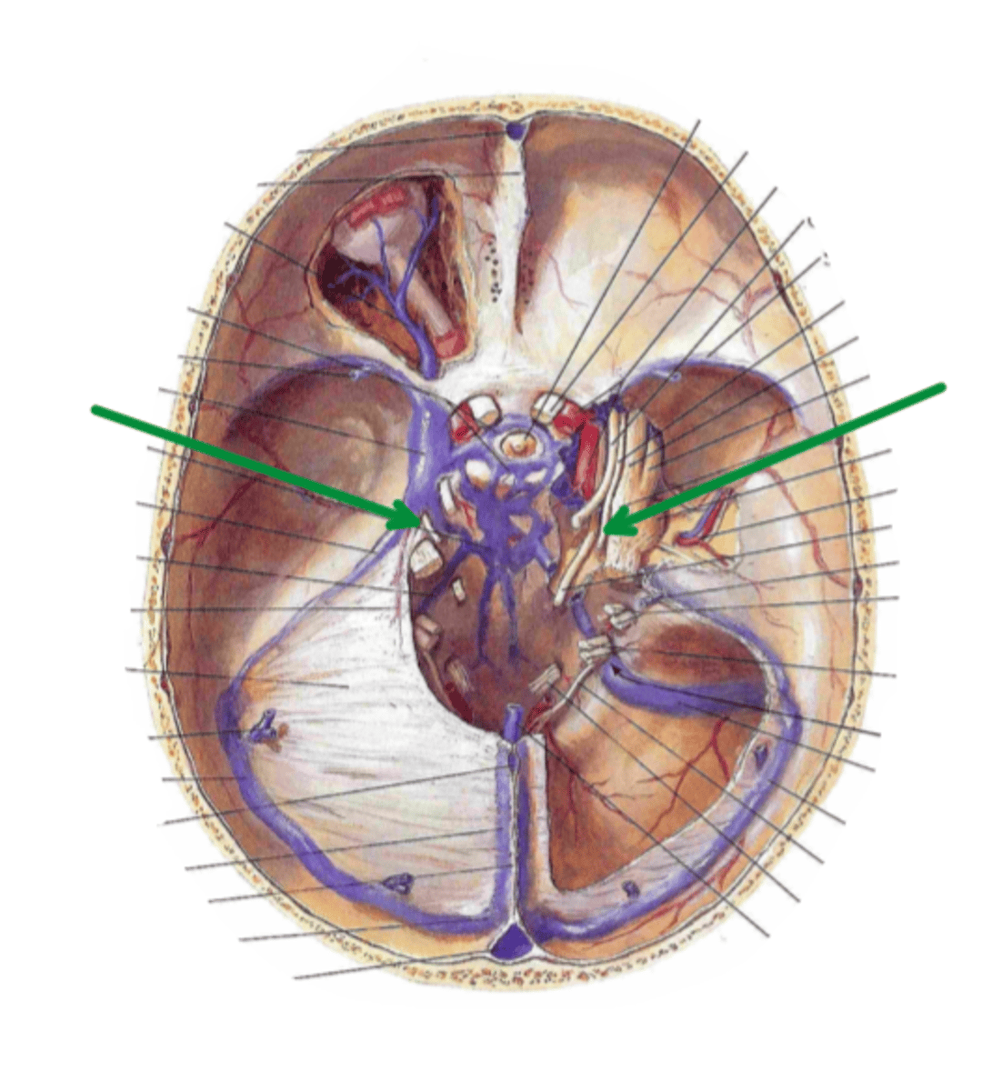 <p>Identify the structure indicated by the arrow</p>