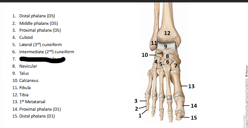 <p>What bone landmark of <strong>Foot?</strong></p>