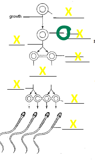 <p>Name the cell</p>