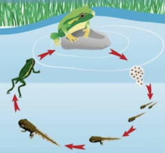 <p>The process by which living organisms produce offspring, either sexually (combining DNA from two parents) or asexually (a cell dividing to create identical copies).</p>