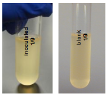 <p><span style="background-color: transparent;"><strong>What should you do if you come into the lab, and the culture you need to use looks like this (yellow)?</strong></span></p><p><span style="background-color: transparent;">A. throw it away and start over&nbsp;</span></p><p><span style="background-color: transparent;">B. proceed to analyze the inoculated culture, but throw away our media stock bottle&nbsp;</span></p><p><span style="background-color: transparent;">C. streak out the inoculated culture to separate the microbe we were working with from any contaminants</span></p><p><span style="background-color: transparent;">(Lecture #1-2 Questions)</span></p>