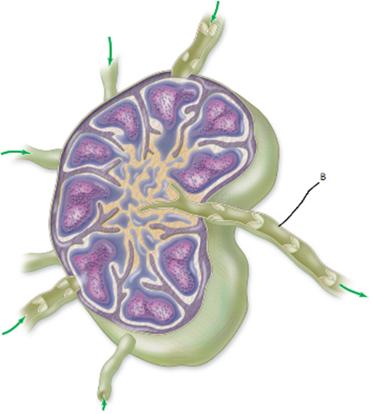 <p>Name the structure "B" shown in the image-</p>