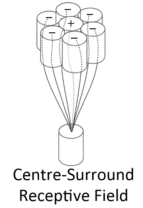 <p>Excited by light in the centre (+), inhibited by light in the surround (-) </p>