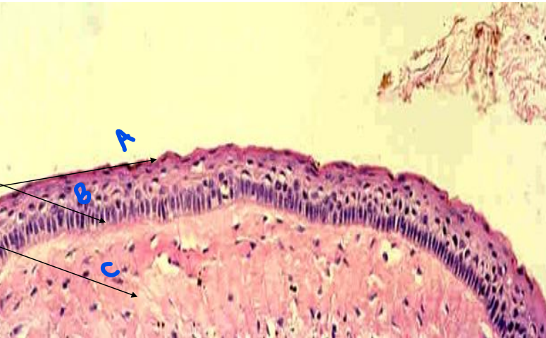 <p>name and identify</p>