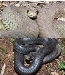 <p>Family: Colubridae</p><p>Location: All of KS</p><p>ID: back is <span style="font-size: calc(var(--scale-factor)*23.79px);">Uniform Black/Blue-Gray/Greenish; belly is cream/yellow; anal plate is divided; scales are smooth; big eyes</span></p><p><span style="font-size: calc(var(--scale-factor)*23.79px);">Life/History: active diurnal generalist predator; eggs rough in texture</span></p>