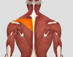 <p>scapula elevation, depression, and retraction, accessory nerve (CNXI)</p>