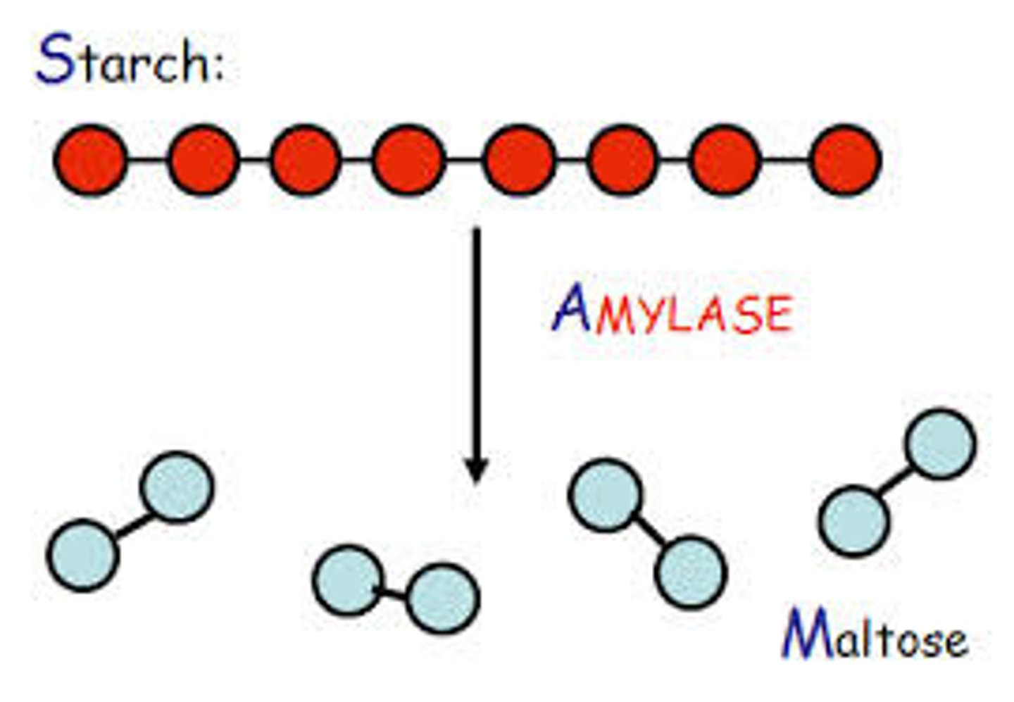 <p>starch; maltose</p>