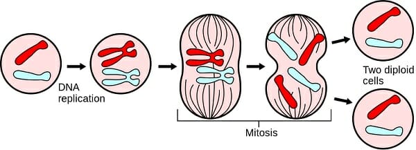 <ul><li><p>Period of division in somatic (body) Cells</p></li><li><p>Division of chromosomes and then cytoplasm</p></li><li><p>One parent cell makes two identical daughter cells</p><ul><li><p>Maintaining chromosome number</p></li></ul></li></ul><p></p>