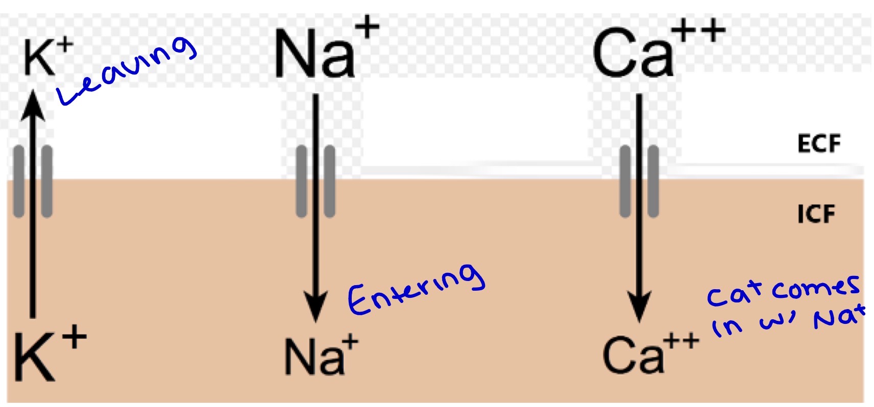 <p>[K+]ECF < [K+]ICF; Potassium diffuses out of the cell</p>