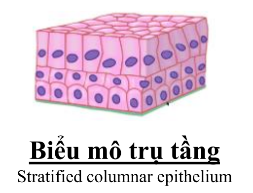 <p>Lót trong ống bài xuất đường kính lớn.</p><p>Màng đáy có 1-2 lớp tế bào hình khối vuông.Và 1 lớp tế bào hình trụ ở trên</p>
