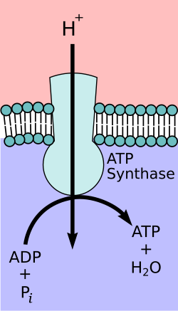 <ul><li><p><span style="background-color: transparent;"><strong>Chemiosmosis</strong> - synthesis of ATP using the energy of the electrochemical gradient and ATP synthase enzyme</span><br></p></li></ul><ul><li><p><span style="background-color: transparent;">Synthesizes ATP via <strong>oxidative phosphorylation</strong></span><br></p></li></ul><ul><li><p><span style="background-color: transparent;">Utilizes the energy source of the proton gradient (proton motive force)</span></p><ul><li><p><span style="background-color: transparent;">Acts like a water mill - protons moving “downstream” create energy to turn a wheel</span></p></li><li><p><span style="background-color: transparent;">Protons move through a channel protein in the membrane and pass into the matrix of the mitochondria (down their electrochemical gradient)</span></p></li><li><p><span style="background-color: transparent;">This in turn generates power that allows for ATP synthesis!</span></p></li></ul></li></ul><p></p><ul><li><p><span style="background-color: transparent;">Approximately 1 ATP is generate per 4 electrons&nbsp;</span></p><ul><li><p><span style="background-color: transparent;">NADH pumps 10 electrons total ~ 2.5 (3) ATP per NADH</span></p></li><li><p><span style="background-color: transparent;">FADH<sub>2</sub> pumps 6 electrons ~ 1.5 (2) ATP per FADH<sub>2</sub></span></p></li></ul></li></ul><p></p>
