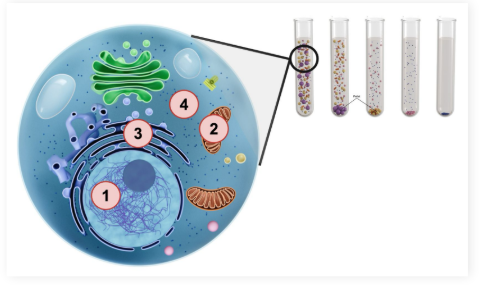 <p>From MOST dense to LEAST dense (correct order)</p><p><strong>1. Nucleus</strong></p><p><strong>2. Mitochondria, chloroplasts, and lysosomes</strong></p><p><strong>3. ER and Golgi fragments</strong></p><p><strong>4. Ribosomes and large macromolecules</strong></p>