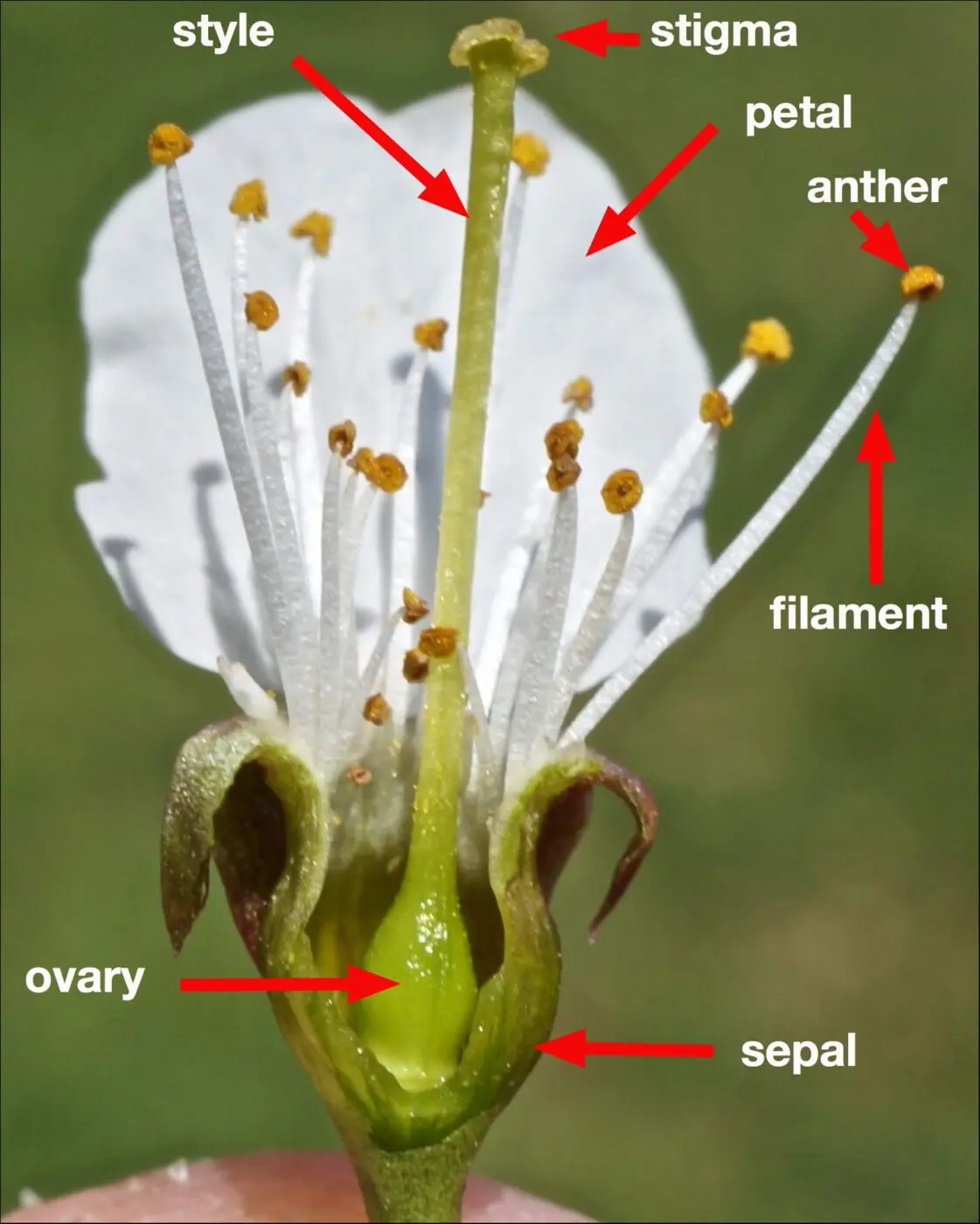 <ul><li><p>reproductive organ that catches pollen</p></li></ul><p></p>