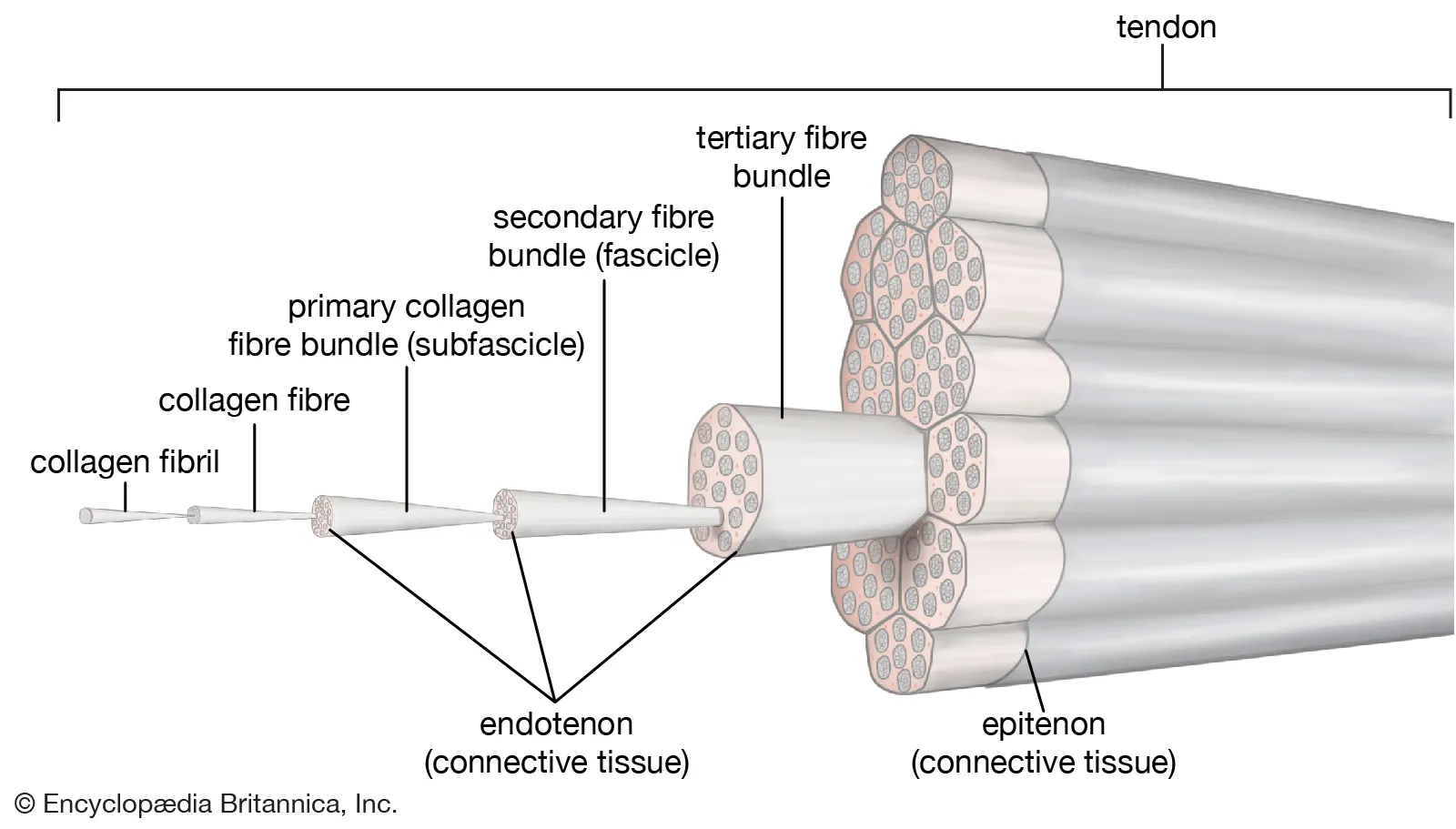 <p>Collagen (include where they are found too)</p>