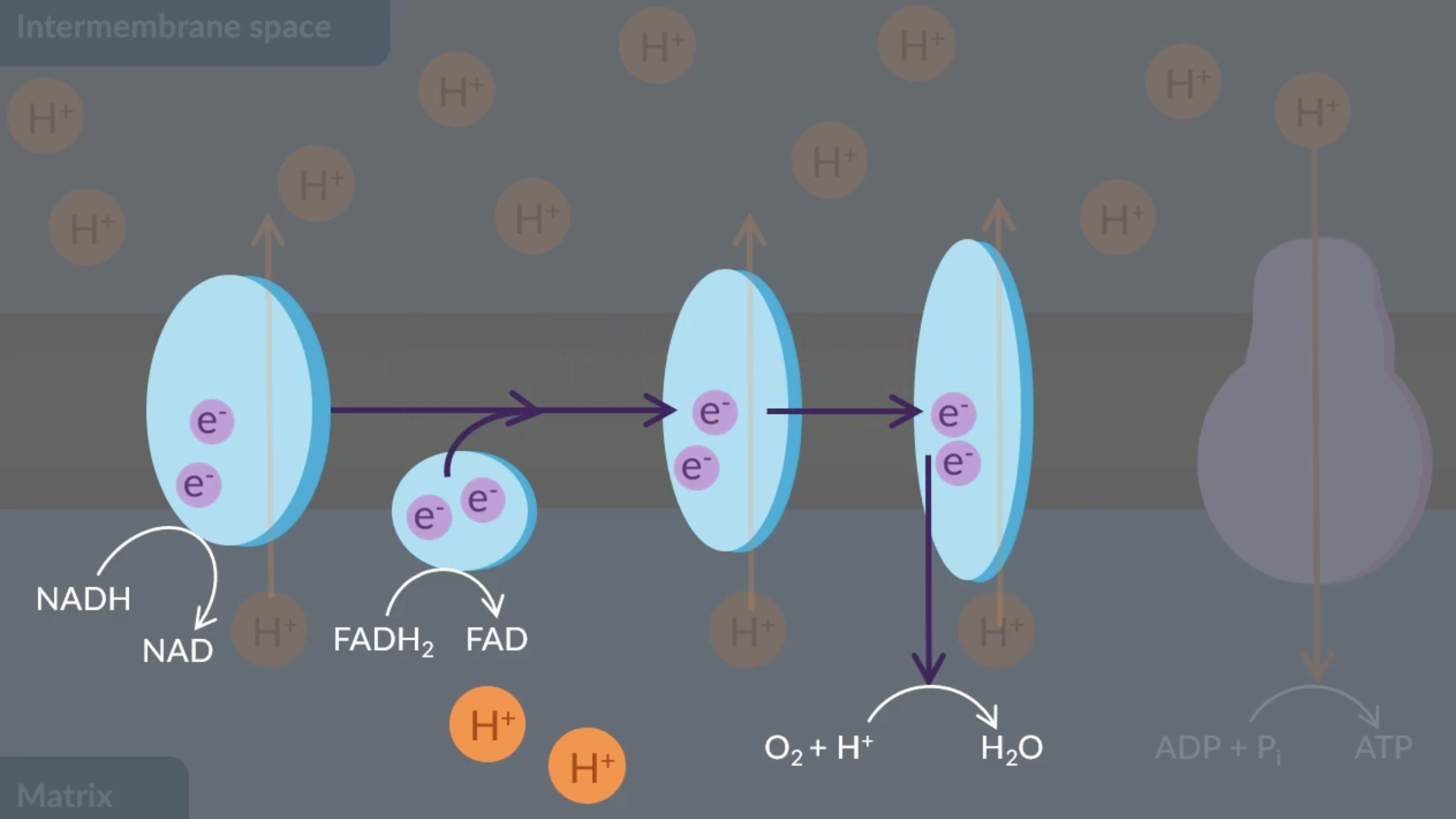 <p><span>to maintain the proton gradient, protons are&nbsp;</span><strong>actively transported&nbsp;</strong><span>from the matrix to the intermembrane space. this ensures that there’s always a higher concentration of protons in the intermembrane space compared to the matrix. </span></p><p><span>however this process of active transport requires energy, which is supplied by electrons:</span></p><p><span>NADH and FADH<sub>2</sub> get oxidised (lose H and e-) and donates electrons to a membrane protein, so the protein is reduced. the electrons move down the electron transfer chain across proteins by a series of oxidation-reduction reactions. these reactions release the energy which is transferred to the proteins for the active transport of protons out of the matrix  </span></p><p><span>NAD and FAD can be recycled back to their reactions in aerobic respiration </span></p>