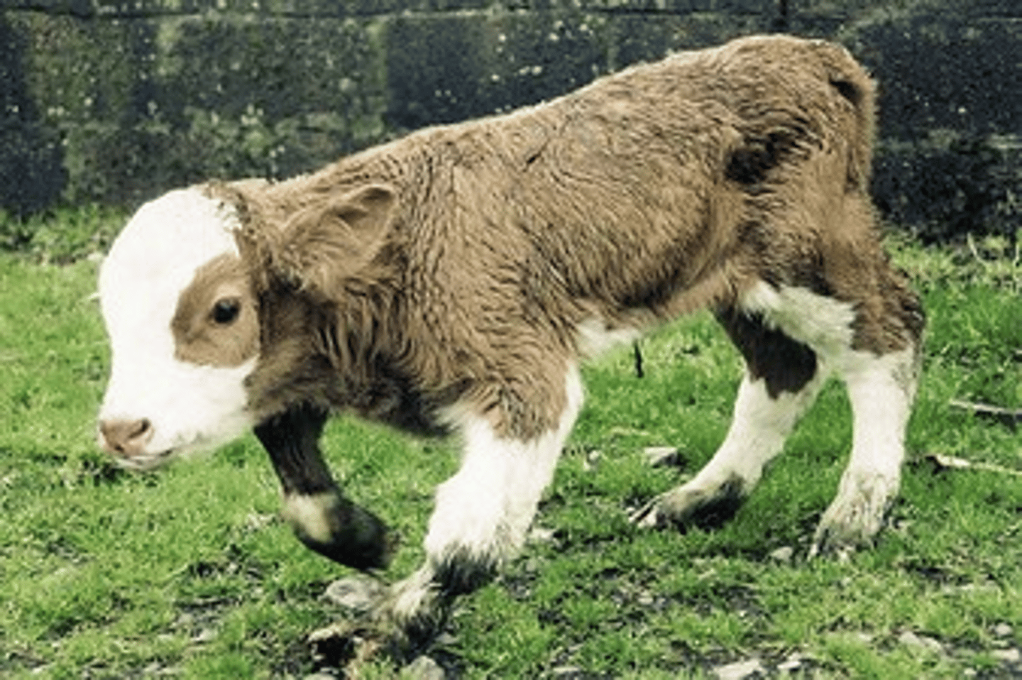 <p>Breed affected: Hereford</p><p>Appearance: Smaller than Snorter affected cattle & have crooked legs </p><p>-Due to crossing of 2 comprest herefords (contains both comprest & snorter alleles)</p><p>Test: N/A</p>