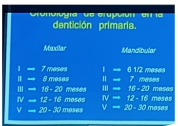<p><span style="background-color: transparent;">A los 30 meses aproximadamente, cuando se complete la erupción de la dentición temporal, se establece la primera oclusión de los 20 dientes temporales</span></p>