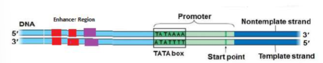 <ul><li><p>Eukaryotic promoters are much larger and more complex than prokaryotic promoters, but both have a <strong><u>TATA box.</u></strong> For this gene, the exact TATA box sequence is TATAAAA, as read in the 5’ to 3’ direction. The thermostability of A—T bonds is low and this helps the DNA template to locally unwind in preparation for transcription. </p></li></ul><p></p>
