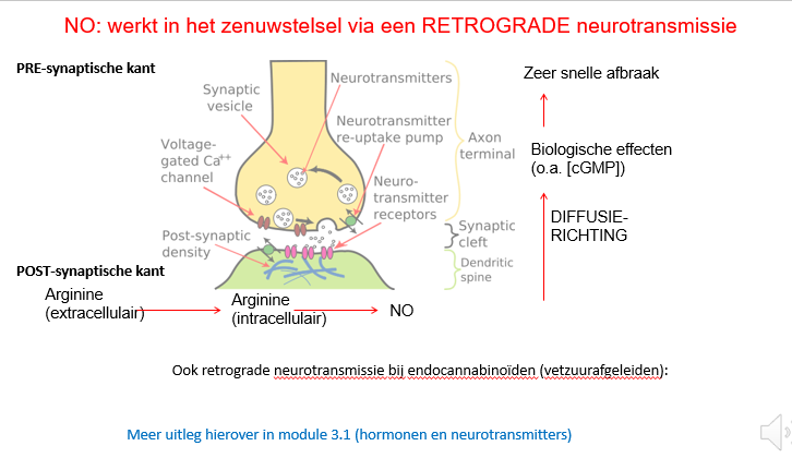 <p><span>NO wordt POSTSYNAPTISCH geproduceerd in een reactie die Arg omzet in citruline en die geketalyseerd wordt door het nNOS.</span></p><p style="text-align: left;"></p><p style="text-align: left;"><span>De NO die postsynaptisch geproduceerd wordt zal diffunderen naar presynaptisch en zal er een aantal biologische effecten teweeg brengen: oa veranderingen in de concentratie van cGMP en wordt ook heel snel weer afgebroken.</span></p><p style="text-align: left;"><span>Het is dus een soort van controlesysteem dat dempend kan zijn, maar ook activerend.</span></p><p style="text-align: left;"></p><p style="text-align: left;"><span>Ander vb van retrograde neurotransmissie:</span></p><p style="text-align: left;"><span>De endocannabinoïden zullen ook retrograad een aantal effecten veroorzaken thv de synaptische spleet.</span></p>