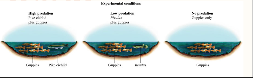 <p>3 treatments</p><p>Ponds with pike cichlids and guppies- high predation</p><p>Ponds with Rivulus- lower predation</p><p>Ponds without predators- no predation</p><p></p><p></p>