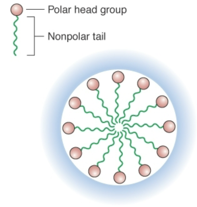 <p>These spherical structures are formed by amphiphilic molecules such as fatty acids in water.</p><p>Nonpolar tail comprised of single Carbon chain</p>