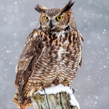 <p>Species, family, order?</p>