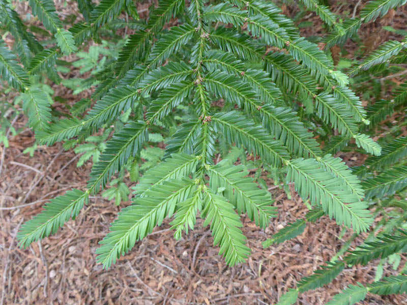 <p>Coast redwood</p>