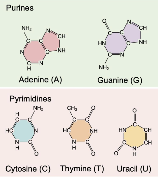<p>Nitrogenous bases possessing a double-ringed structure, consisting of adenine (A) and guanine (G).</p>