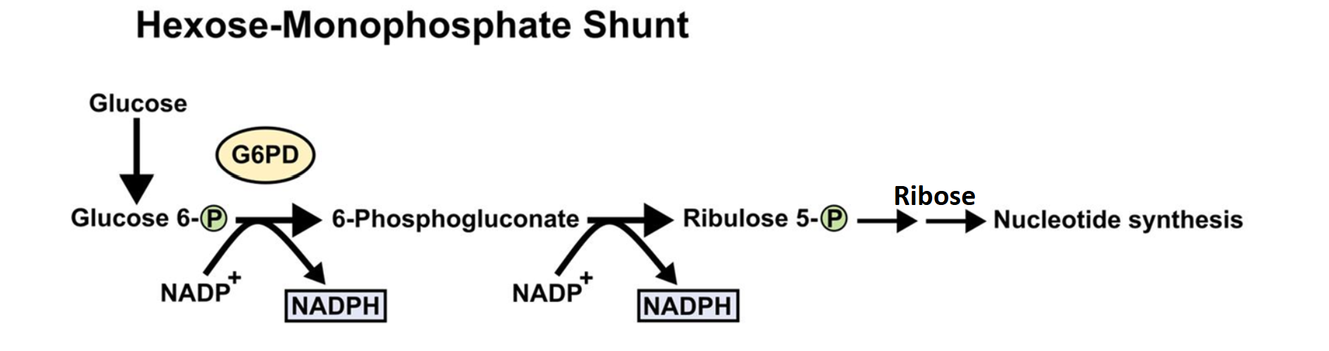 <p>Is an alternate route for the metabolism of glucose</p><p>Has nothing to do with creating energy (ATP)…..instead the pathway generates</p><p>NADPH (nicotinamide adenine dinucleotide phosphate) and 5-carbon sugars called</p><p>PENTOSES (the most important being RIBOSE)</p><p>Occurs in the cytosol, no organelles are needed, so this pathway can happen in all</p><p>cells</p><p>The key enzyme in the pathway is glucose-6-phosphate-dehydrogenase (G6DP) </p>