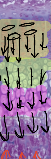 <ol><li><p>proliferation(growth zone, chondrocytes begin rapidly dividing)</p></li><li><p>hypertrophic(increase in size, older chondrocytes enlarge/outgrow lacunae; erode leaving empty space)</p></li><li><p>calcification(surrounding matrix calcifies, chondrocytes die)</p></li><li><p>ossification(bone marrow elements come up and invade bringing osteoblasts(build new bone) and osteroclasts(old calcified cartilage)</p></li></ol><p></p>