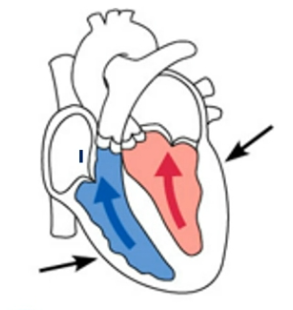 <ul><li><p>Atrial systole ends; ventricular systole begins</p></li><li><p>Intraventricular pressure rises</p></li><li><p>AV valves close</p></li><li><p>For a moment, the ventricles are completely closed chambers</p></li></ul><p></p>