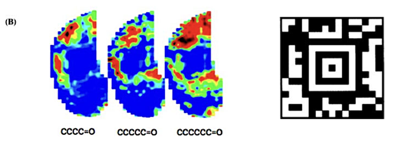 <p style="text-align: left;"><span>Shown in (B) is neural activity imaging of a mouse olfactory bulb to aldehydes of increasing carbon chain length. Each aldehyde elicits a <strong>unique spatial activity pattern </strong>across the bulb. This activity pattern resembles a 2-D barcode in the amount of information that exists in a complex spatial map.</span></p>
