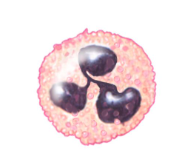 <ul><li><p>type of white blood cell</p></li><li><p>Arrive first to site of inflammation and phagocytize the dead tissue and organisms</p></li></ul><p></p>