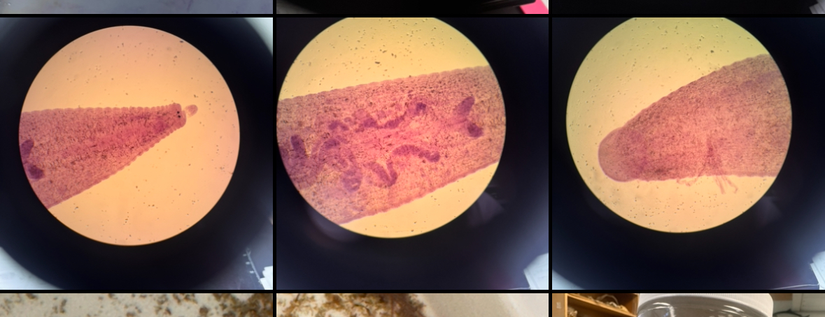 <ul><li><p><strong>Anterior sucker</strong></p><ul><li><p>feeding + attachment</p></li></ul></li><li><p><strong>Posterior sucker</strong></p><ul><li><p>anchoring</p></li></ul></li><li><p><strong>Proboscis</strong></p><ul><li><p>feeding</p></li></ul></li><li><p><strong>Crop</strong></p><ul><li><p>stores blood</p></li></ul></li><li><p><strong>Intestine</strong></p><ul><li><p>digestion</p></li></ul></li><li><p><strong>Rectum</strong></p><ul><li><p>waste</p></li></ul></li><li><p><strong>Testes / ovaries</strong></p><ul><li><p>reproduction</p></li></ul></li></ul><p></p>