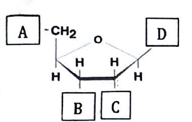<p>Below is a figure of a nucleotide with regions/structures indicated by letters (A-D). Match the appropriate region/structure. (answers may be used more than once)</p>