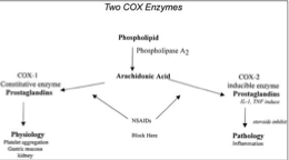 <p>COX-1 & 2 inhibitors: target pathological and physiological pathways</p><p>COX-2 inhibitors: only target pathological pathways</p>