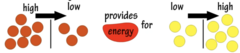 <p>- Form of active transport a substance is moved against its [c] gradient by COUPLING it with the movement of a 2nd substance DOWN its [c] gradient</p>
