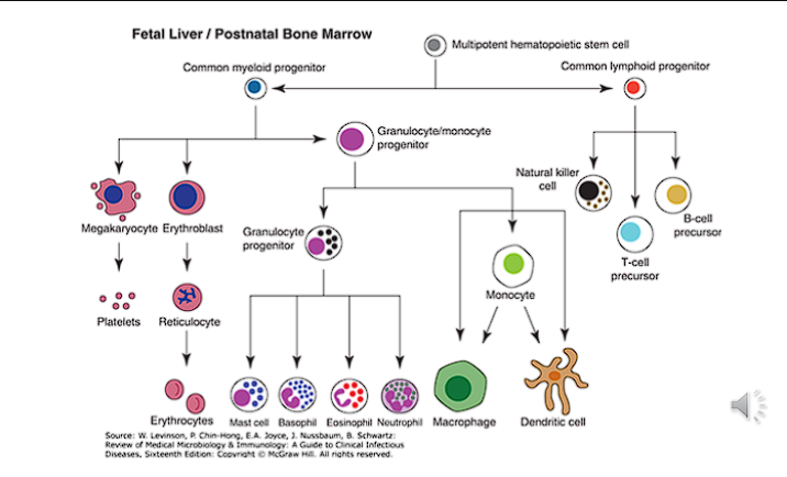 <ul><li><p>originate from common <span style="color: red;">myeloid progenitor→ megakaryocytes</span></p></li><li><p>Have <span style="color: red;">Toll-like receptors</span> that start immune response</p></li></ul><p></p>